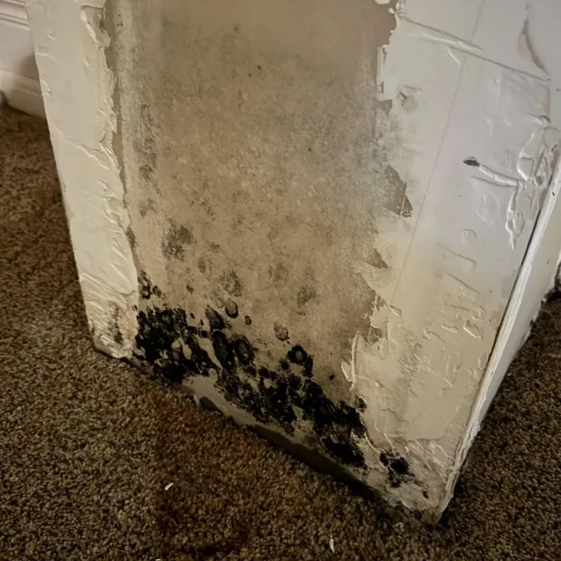 Professional Mold Removal in Atoka County, OK